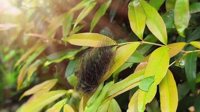 Hairy Caterpillars or Eupterotidae Larvae crawling on
Green Leaves in the Soft Morning Sunlight