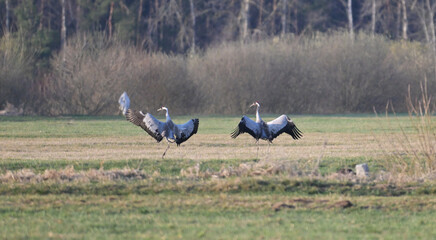 Dwa żurawie  z rozportartymi skrzydłami, wznoszące się do lotu, stojące na polu, łące, na tle lasu, wczesną wiosną, wzbijające się w powietrze, © Joanna