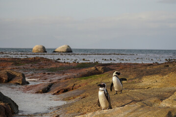 Obraz premium Two African penguins on rocky shoreline with ocean and boulders in background