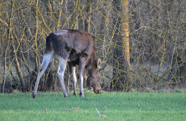  Łoś euroazjatycki (Alces alces) stojący na polu, zielonej łące, jedzący trawę, na tle lasu, wczesną wiosną © Joanna