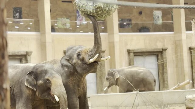 Elephant feeding from hanging hay net in zoo enclosure