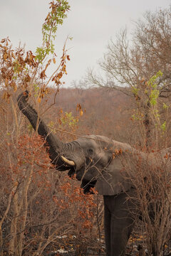 African elephant browsing on mopane tree in Kruger National Park, South Africa