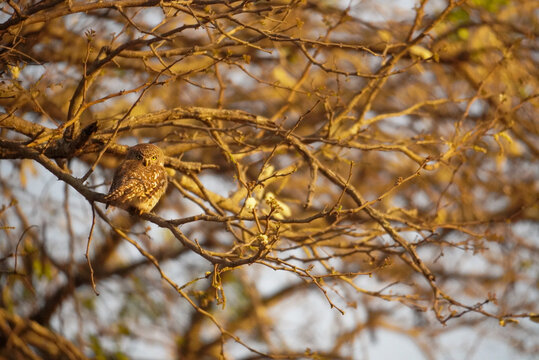 Pearl-spotted owlet perched in tree branches in morning light, Kruger National Park