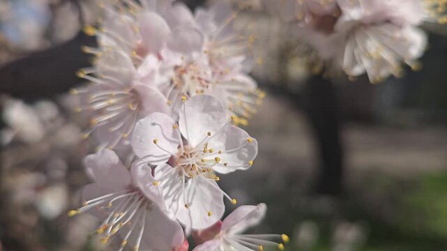 Flowers and buds on tree branches. Spring apricot blossoms. Nature and rainy weather. Flower buds