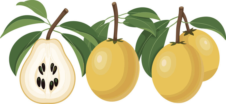 Abiu fruit vector illustration set featuring whole and sliced tropical fruit with seeds and green leaves isolated on white background