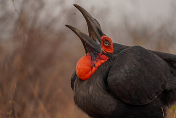 Southern ground hornbill catching insect mid air, Kruger National Park, South Africa © Andrew