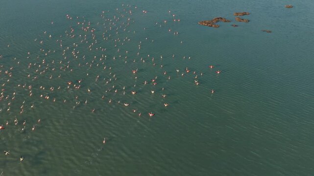 Aerial view of a pink flamingo flock in the santa pola salt flats