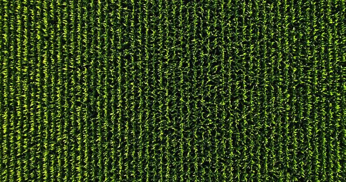 Aerial top-down view flying over cornfield