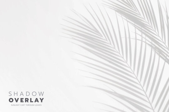 Soft leaf shadows cast on a bright, clean background. The natural sunlight creates an elegant, minimalistic overlay effect, perfect for use in design projects, presentations, social media graphics