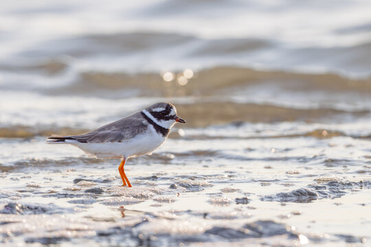 Ringed plover (Charadrius hiaticula) searching for food in a lagoon in the Camargue, France.