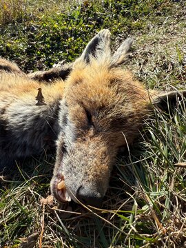 Renard mort