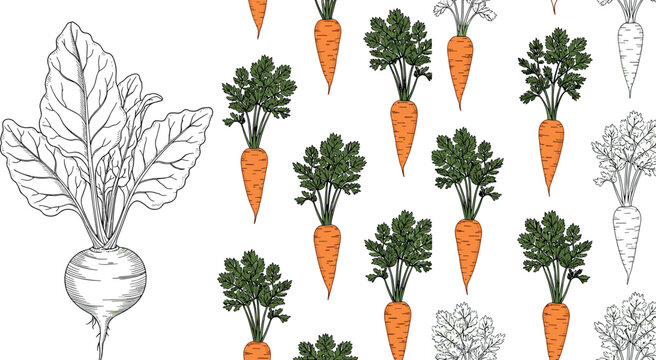 Carrot and root vegetable illustration set with multiple styles and patterns in color and line art isolated on white background