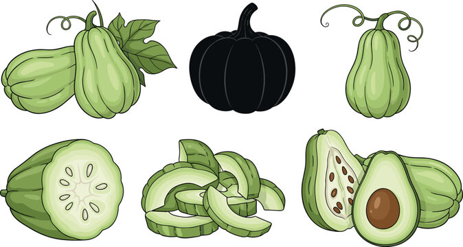 Chayote squash vector illustration set with whole sliced pieces and black silhouette vegetable elements isolated on white background