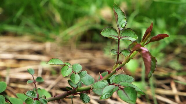Healthy Rosehip branch on dry mulched grass background. A shrub rose seedling. The waterloo variety. Young Wild rose plant with glossy green leaves on red stems with thorns. Ornamental garden plant.