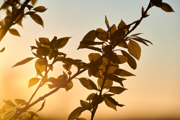 Naklejka premium Trees, branch and sky sunrise in nature with leaves for growth, foliage and springtime in backyard. Plants, floral and botanical with morning dusk, sustainable environment and season change outdoor