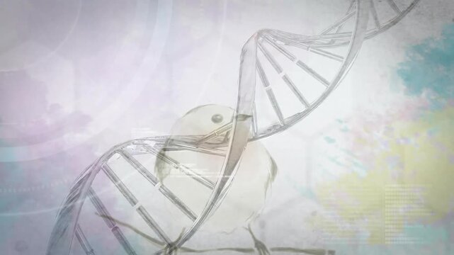 DNA helix rotating and revealing stylized bird on branch in science graphic, illustrating interplay