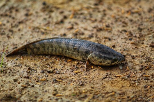 big snakehead murrel fish in nice blur background HD