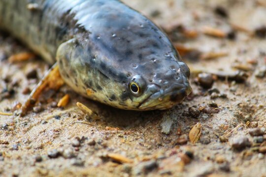 big snakehead murrel fish in nice blur background HD