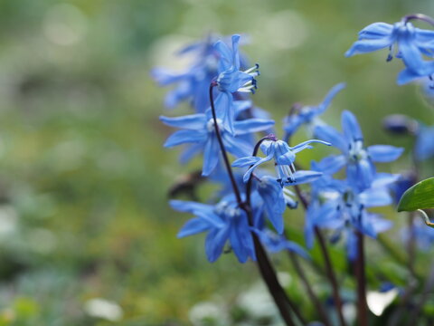 Close up of blue wood squill flowers in spring meadow with shallow depth