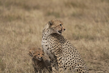 Naklejka premium Cheetah mother with cubs resting in savannah grass, Central Serengeti, Tanzania