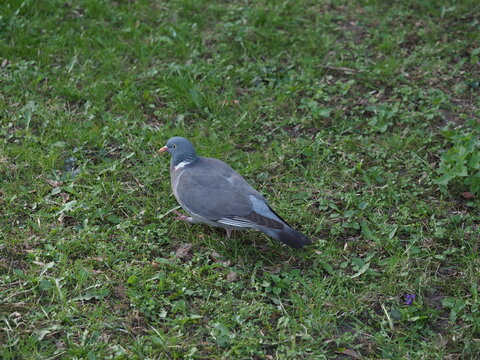 Common wood pigeon columba palumbus stands on green lawn in public city park