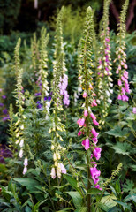 Obraz premium Garden, growth and foxglove with flowers in nature for spring season, botany and eco friendly. Sustainability, ecology and blooming flora with plants outdoor for blossom, ecosystem and foliage