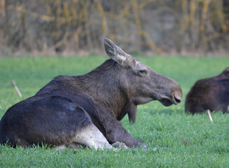  Łoś euroazjatycki (Alces alces) leżący, odwrócony tyłem, siedzący na polu, zielonej łące, na tle lasu, wczesną wiosną © Joanna