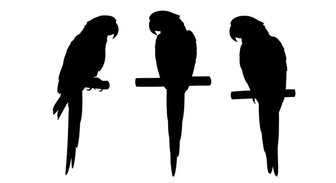 Three parrots perched on branches depicted in stark black silhouette