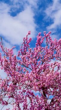Close-up vertical video redbud tree branches covered in vivid pink flowers under blue sky, soft light and fresh spring mood. Perfect for botanical visuals, gardening themes, outdoor lifestyle content