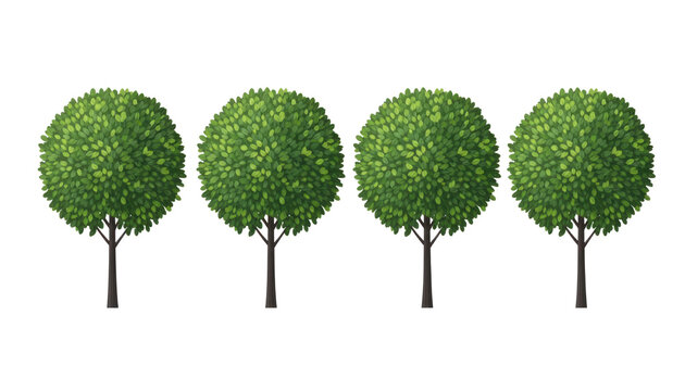 Symmetrical row of four manicured round trees, green topiary garden plants with dense foliage, decorative landscape trees for architectural visualization isolated PNG with Transparent Background