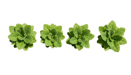 Obraz premium Fresh green mint leaves in a row, organic peppermint sprigs for culinary use, vibrant herbal foliage collection for healthy cooking and wellness isolated PNG with Transparent Background