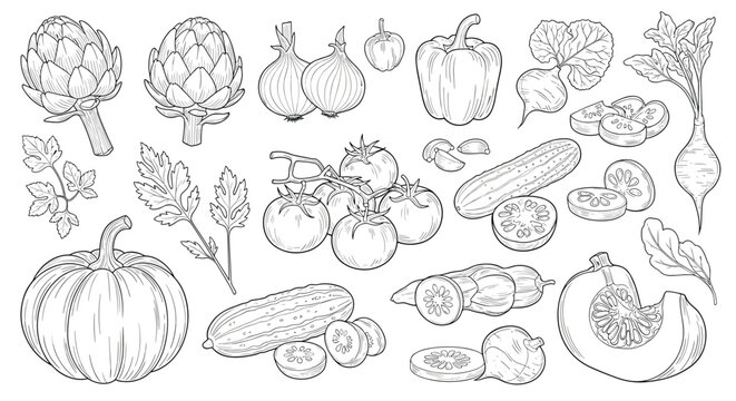 Comprehensive collection of hand drawn vegetable sketches including pumpkin, artichoke, onion, pepper, tomato, and cucumber for food design.