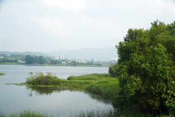Obraz premium Willows and Reeds in Watery Park