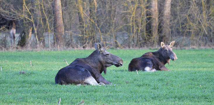  dwa Łosie euroazjatyckie (Alces alces) leżące, siedzące na polu, zielonej łące, na tle lasu, wczesną wiosną