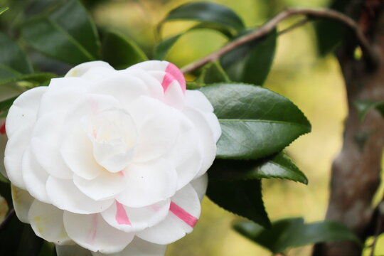 一本の木から異なる花が咲く椿　白地に紅色縦斑　五色八重散椿