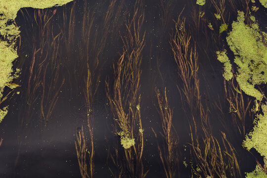 Top View Of Dark River With Green Algae And Submerged Grass Patterns
