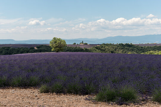 Lavande sur le plateau de Valensole en Provence