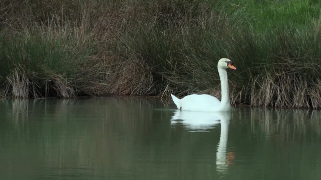 Mute swan (Cygnus olor) gliding across a river