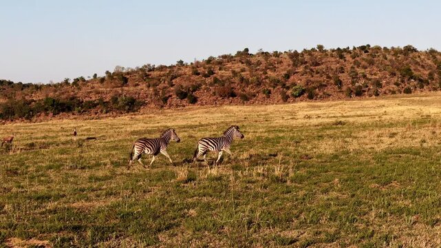Drone side-follow shot of two zebras trotting across savanna in afternoon light