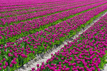 Fototapeta premium View of large tulip fields in full bloom in the Netherlands