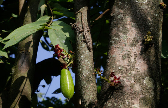 A tree lizard near the fruit of Averrhoa bilimbi L