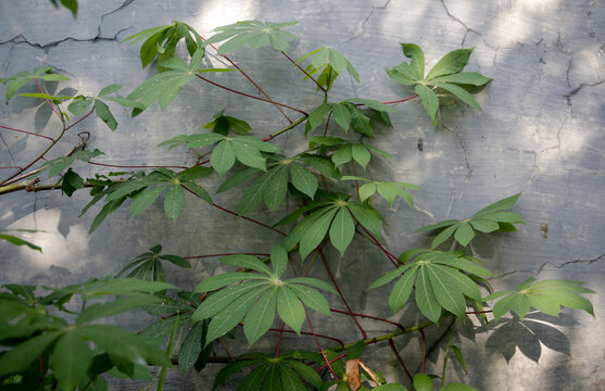 Young Casava with the cement wall as the background