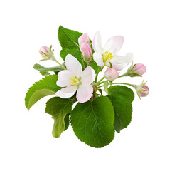 Fototapeta premium Apple tree rosette with pink flowers, buds and leaves isolated on white or transparent background
