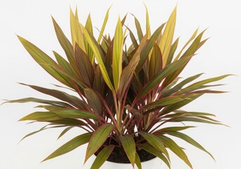 Obraz premium Vibrant dracaena marginata plant with variegated leaves in a pot