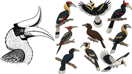 Hornbill bird vector set featuring detailed head illustration and multiple tropical hornbill species perched and flying wildlife collection © MstMukta