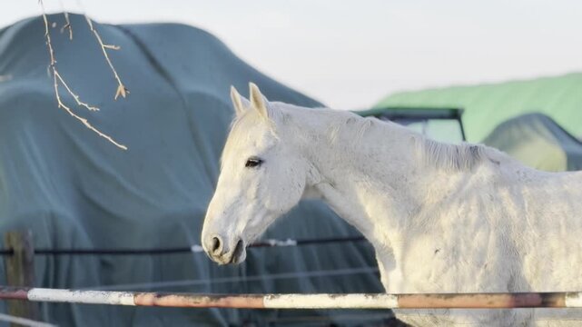 White horse in paddock profile