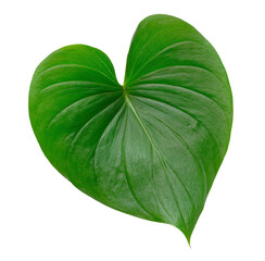 Obraz premium Vibrant Green leaf, Heart-shaped Tropical plant, Nature isolated, Botanical element