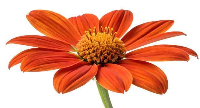 Tithonia on white