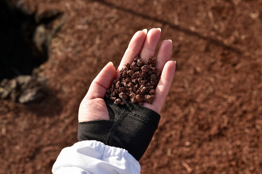 A person holding a handful of reddish-brown volcanic lapilli or lava gravel in their palm. The background shows blurred volcanic soil in Lanzarote.