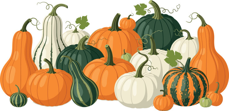 Pumpkin and squash collection with various shapes and colors, autumn harvest vegetables vector illustration set isolated background